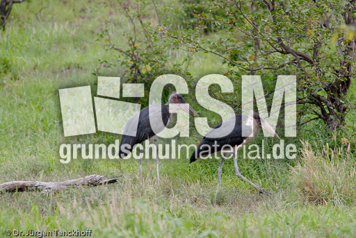 Marabu (19 von 33).jpg